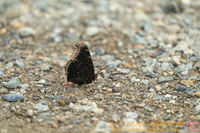 ../Images/7R240815 (118).jpg